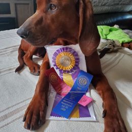Redbone Coonhound Puppies from Dark Trail Redbones