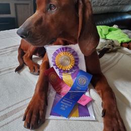 Redbone Coonhound Puppies from Dark Trail Redbones