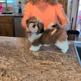 Bella - Gold and white female Shih Tzu puppy in Pleasant Hill, Missouri from Misty Dajavue Shih-Tzu