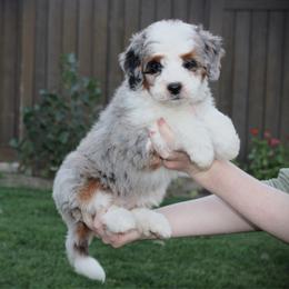 Honey - Blue merle female Bernedoodle puppy in Eagle Mountain, Utah from Fur Real Puppies.