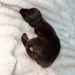 Selah - Chocolate and tan female Dachshund puppy in San Diego, California from Enchantables