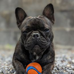Iggie - French Bulldog