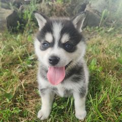 Yukon - Black and white male Alaskan Klee Kai puppy in Byron Center, Michigan from Family Friendly Labradors & Klee Kai