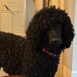 Rose - Poodle