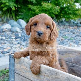 Magenta - Apricot female Goldendoodle puppy in Yuba City, California from BV Labs & Doodles