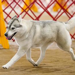 Siberian Huskies from Saturn's Siberians