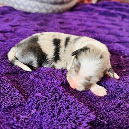 Blossom - Blue merle female Australian Shepherd puppy in Charlotte, North Carolina from Awesome Aussies