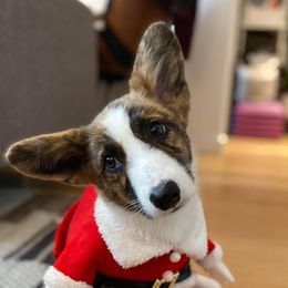 Cardigan Welsh Corgis, German Wirehaired Pointers, and Saint Bernards from Marianette Saint Bernards  Cardigans and GWPs