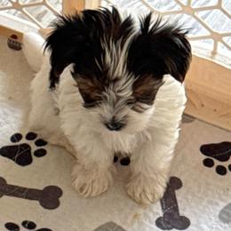 Boy 2 - Black tan and white male Biewer Terrier puppy in Kerhonkson, New York from Arc-en-Ciel Biewers & Maltese