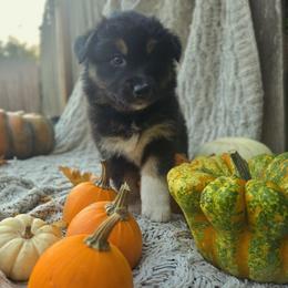 Australian Shepherd Puppies from Steady Aim Aussies