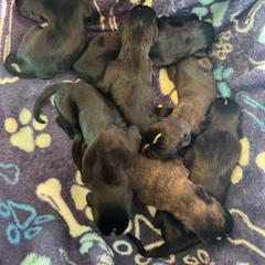 Blue sir - Brindle male Boxer puppy in Searcy, Arkansas from St. John’s Boxer Butts