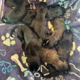 Blue sir - Brindle male Boxer puppy in Searcy, Arkansas from St. John’s Boxer Butts