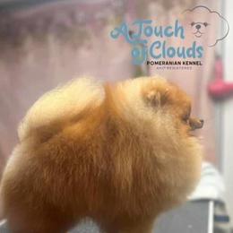 Pomeranians from Touch Of Clouds Poms