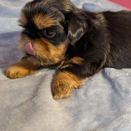 Shih Tzu Puppies from Shih Tzu Cottage