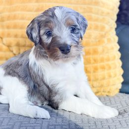 Sage - Blue merle male Aussiedoodle puppy in Henry, Illinois from Rowe Farms Doodles