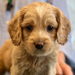 Gray Boy - Caramel male Australian Labradoodle puppy in Bend, Oregon from High Desert Labradoodles