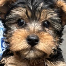 Yorkshire Terriers from Lias Pups