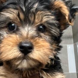 Yorkshire Terriers from Lias Pups