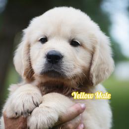 Biscuit - Light golden male Golden Retriever puppy in Hagerstown, Maryland from Pinewood Acres Goldens