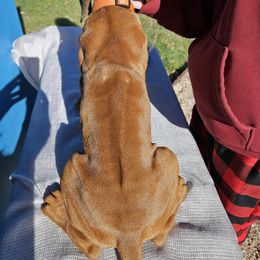 Rhodesian Ridgeback Puppies from Mafigeni Ridgebacks