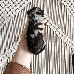 Timber - Merle male Bernedoodle puppy in Shingle Springs, California from Kindred Oak Goldendoodles