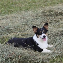 Lou - Pembroke Welsh Corgi