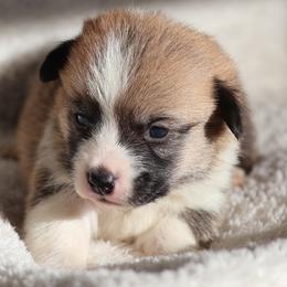 Diamond - Red female Pembroke Welsh Corgi puppy in Morgantown, Pennsylvania from Goldstar Puppies (License Number 18519)