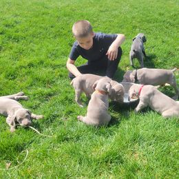 Weimaraner Puppies from Miller's Weimaraners
