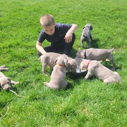 Weimaraner Puppies from Miller's Weimaraners