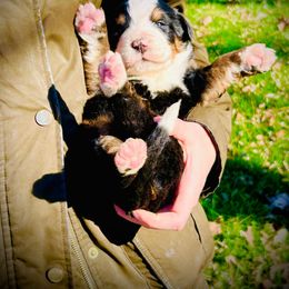 Remington - Black rust and white male Bernese Mountain Dog puppy in Strasburg, Ohio from Lois Allison