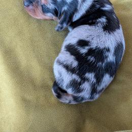 Oreo - Dapple male Dachshund puppy in Hope, Michigan from Hope Heelers