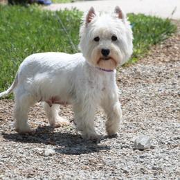 Mandy - West Highland White Terrier