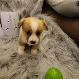 Girl 1 - Red female Pembroke Welsh Corgi puppy in Poplar, Wisconsin from Tshandra Corgis