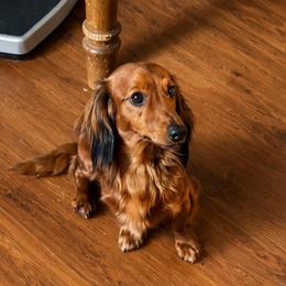 Jett - Dachshund