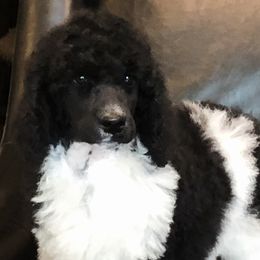 Poodles from JMS Standard Poodles