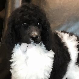 Poodles from JMS Standard Poodles
