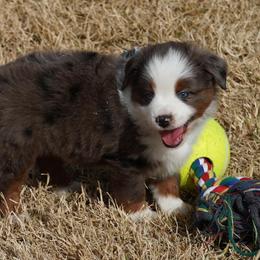 Blue Merle 1 - Blue merle male Miniature Australian Shepherd puppy in Lawton, Oklahoma from Lindsey’s Aussies