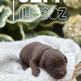 Jeff - Chocolate male Labrador Retriever puppy in Puyallup, Washington from 12 Door Farm Labradors
