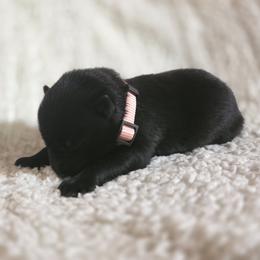 Peach Girl - Black coat - Black female German Shepherd puppy in Elijay, Georgia from Mission K9