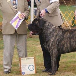 Mastiffs from Brownspride Mastiffs