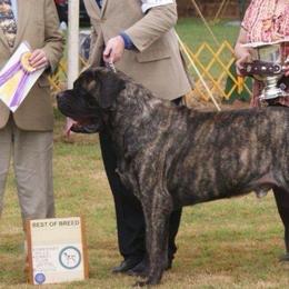 Mastiffs from Brownspride Mastiffs