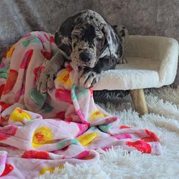 Mayor - Merle male Great Dane puppy in Caldwell, Idaho from Miner's Dynamic Danes