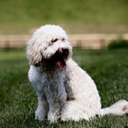 Callie - Australian Labradoodle