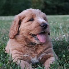 Saint Berdoodle Puppies from Highland Ridge Doodles
