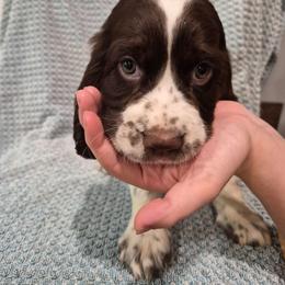 Blue - White and liver male English Springer Spaniel puppy in South Williamsport, Pennsylvania from Hoppin Honey Homestead