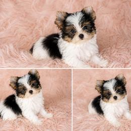 Rollie - Parti male Yorkshire Terrier puppy in Phelan, California from Tiny Tailz