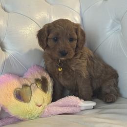 Star - Apricot female Cavapoo puppy in Gainesville, Florida from Alyssa Xxweetdoodles
