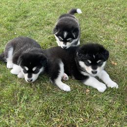 Alaskan Malamute Puppies from Fawn River Malamutes