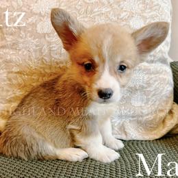 Ritz - Red male Pembroke Welsh Corgi puppy in Bend, Oregon from Highland Meadow Corgis