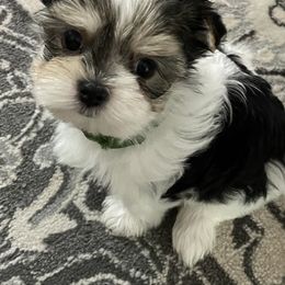 Maltese and Yorkshire Terrier Puppies from Precious Paws Maltese and Yorkies